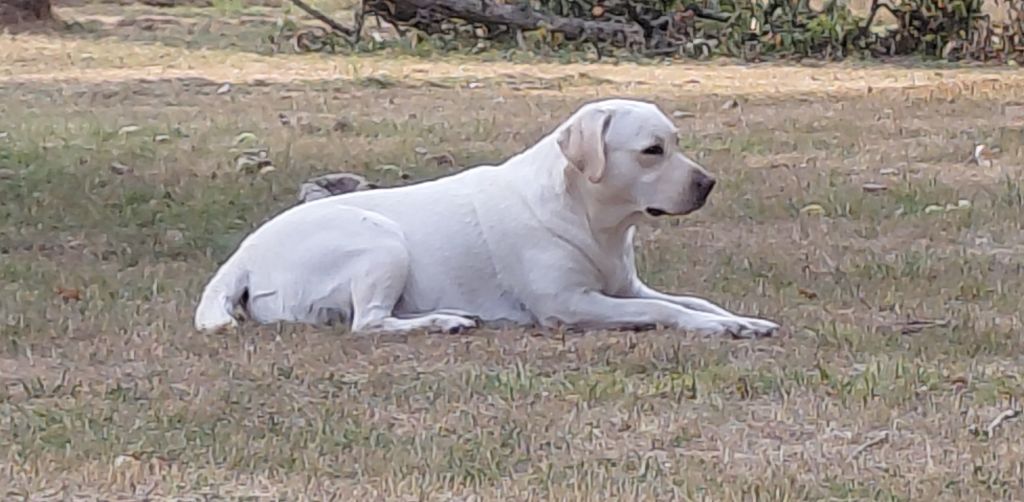 Taïra Du Domaine De Saint Antoine
