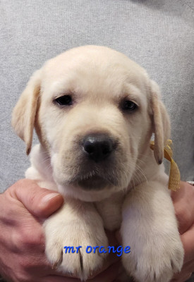 CHIOT 1 monsieur orange