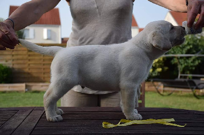 CHIOT MALE COLLIER JAUNE