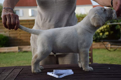 CHIOT MALE COLLIER BLANC