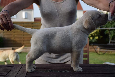 CHIOT MALE COLLIER MARON