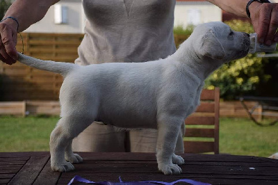 CHIOT MALE COLLIER FUSCHIA