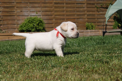 CHIOT FEMELLE COLLIER ROUGE