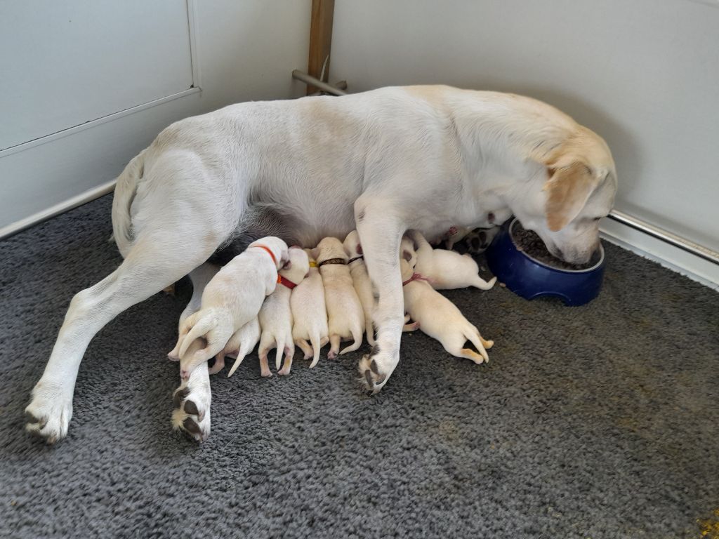 Chiot Labrador Retriever Du Domaine De Saint Antoine